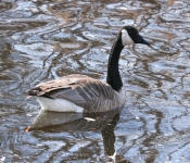 2019 03 17 Veterns MemorialPark 006